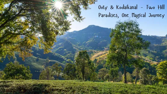 ooty to Kodaikanal